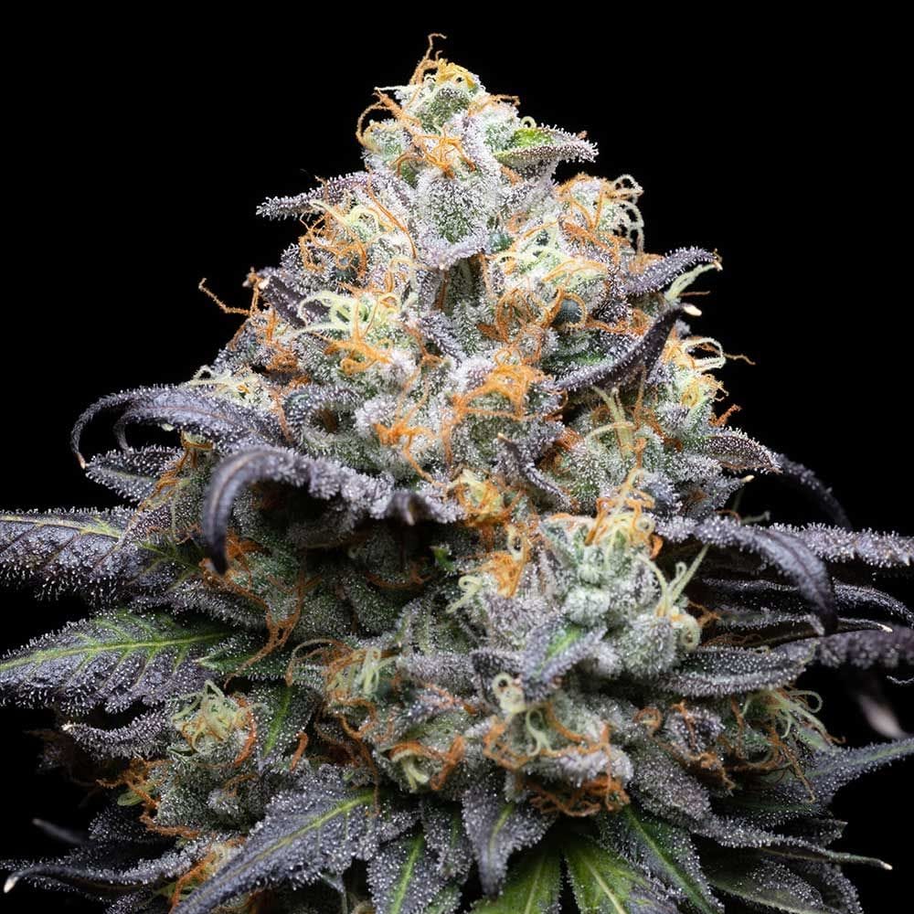 Sementes feminizadas Double Sherbet – Cookies Seed Bank