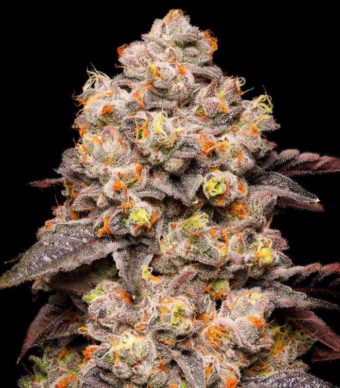 Sementes feminizadas Dried Fruit – Cookies Seed Bank