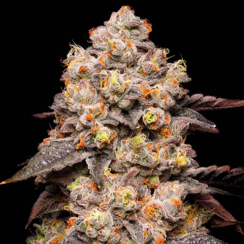 Sementes feminizadas Dried Fruit – Cookies Seed Bank