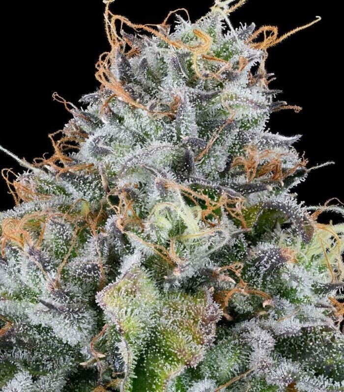 Sementes feminizadas Easy Money – Grounded Genetics
