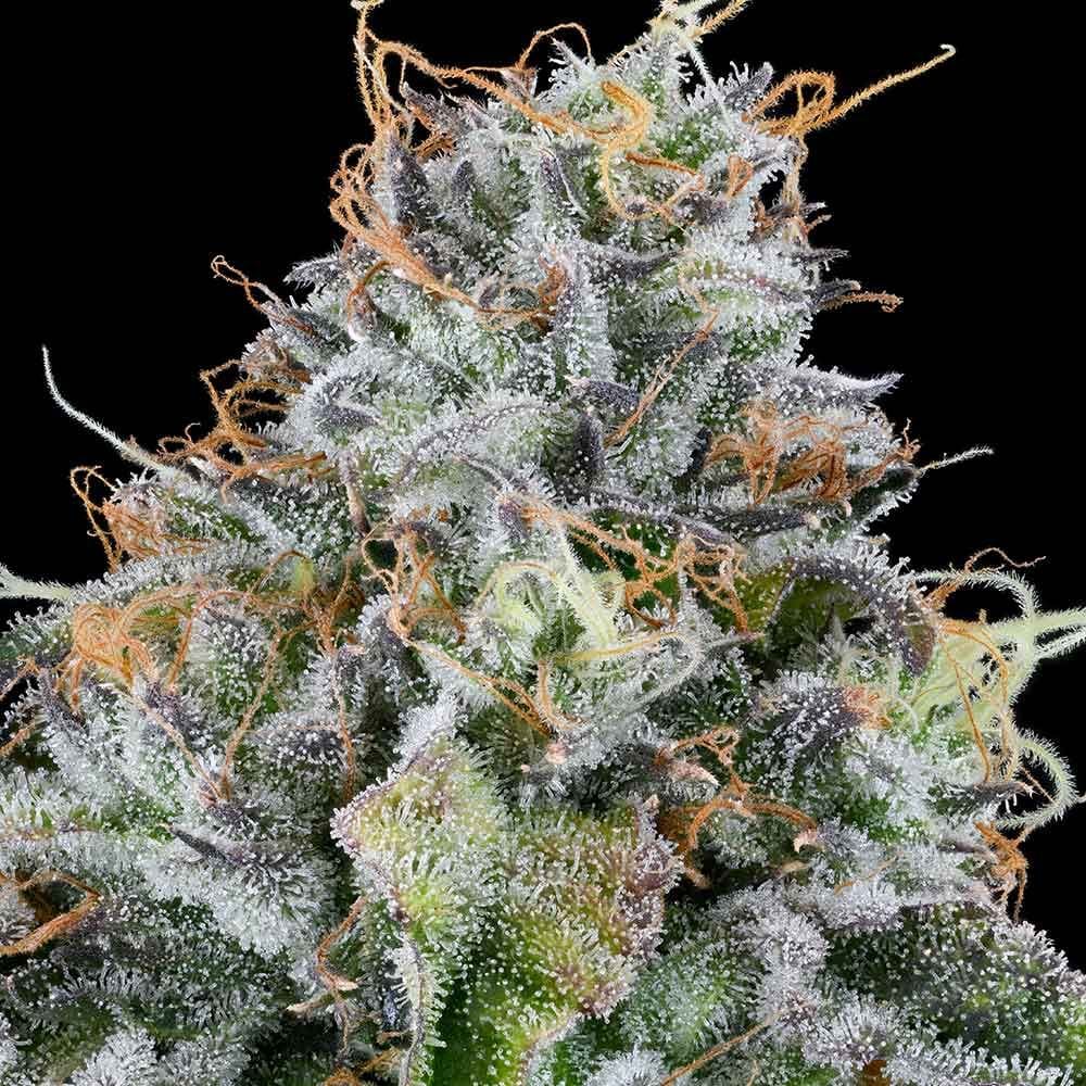 Sementes feminizadas Easy Money – Grounded Genetics