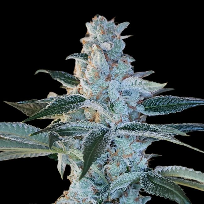 Sementes regulares Elvis Breath – Arcana Collective