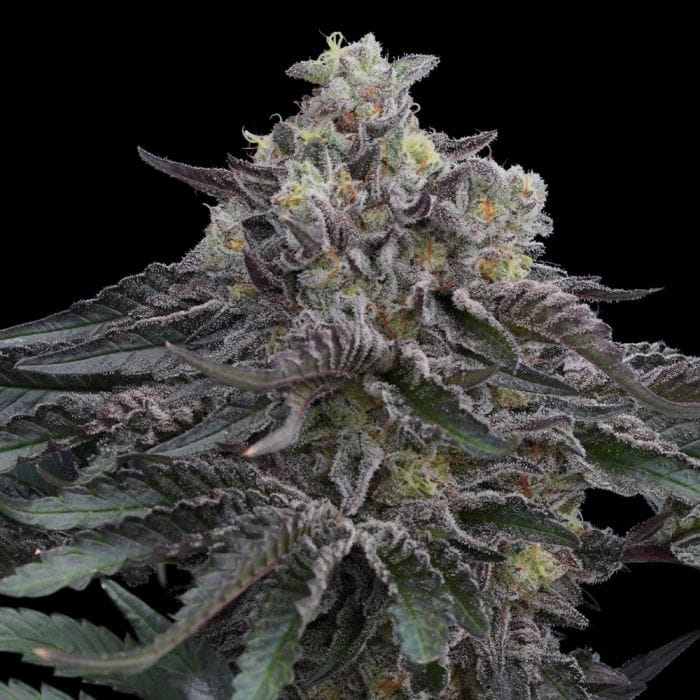 Genética de cannabis Direwolf – Ziplock Seeds – foto 3