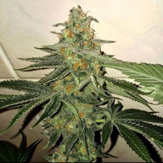 Sementes feminizadas Forbidden Fruit Cake Female by The Plug Seedbank
