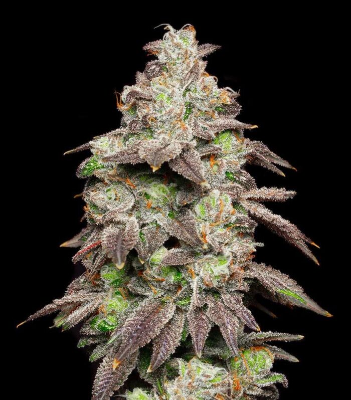Sementes feminizadas Fried Banana – Cookies Seed Bank