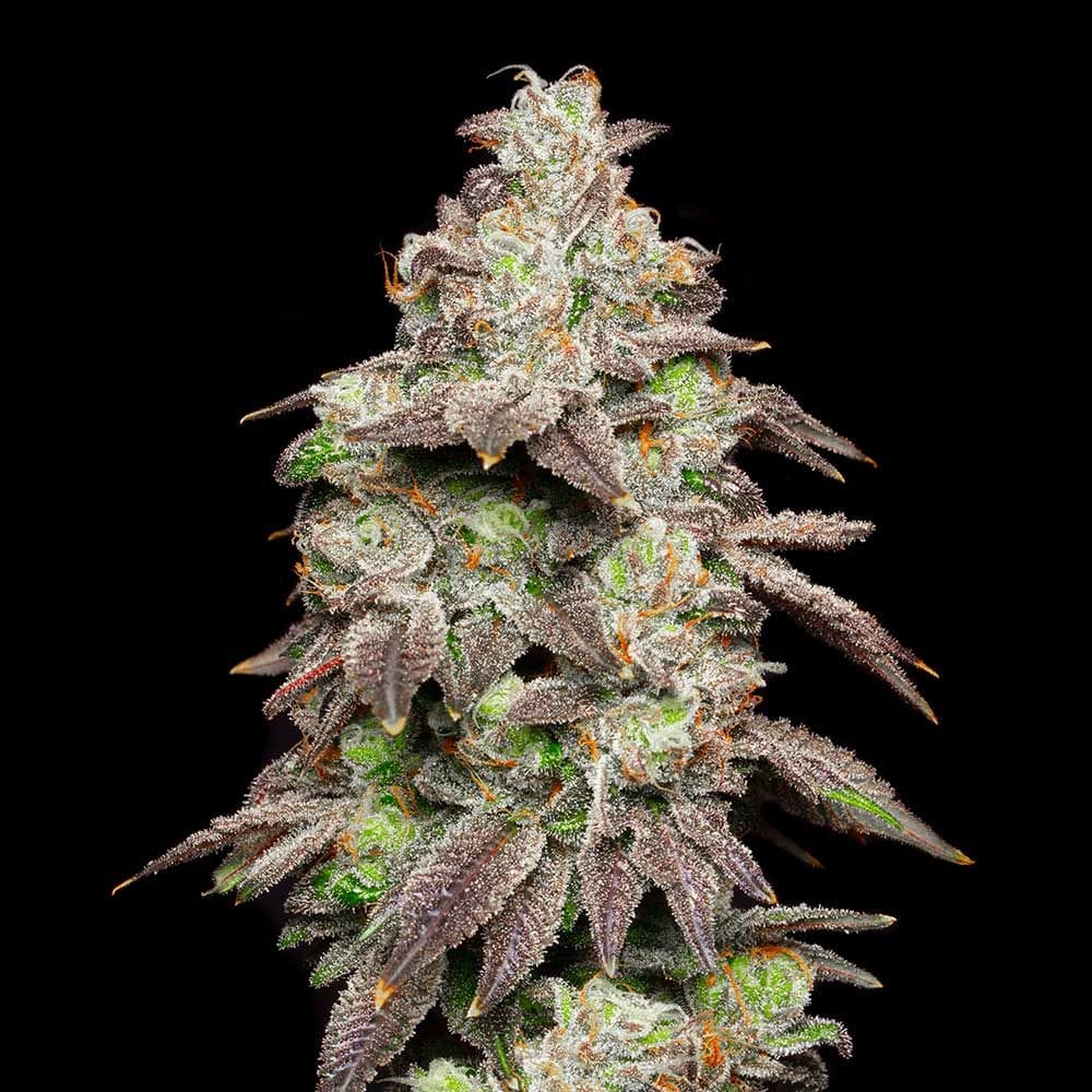 Sementes feminizadas Fried Banana – Cookies Seed Bank