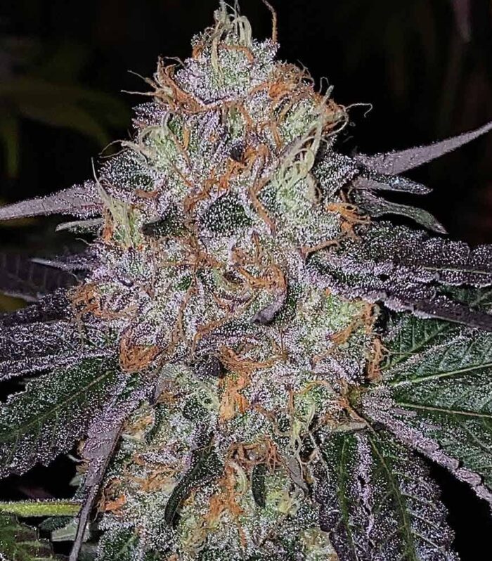 Sementes feminizadas Fruit Dropss Female by The Plug Seedbank