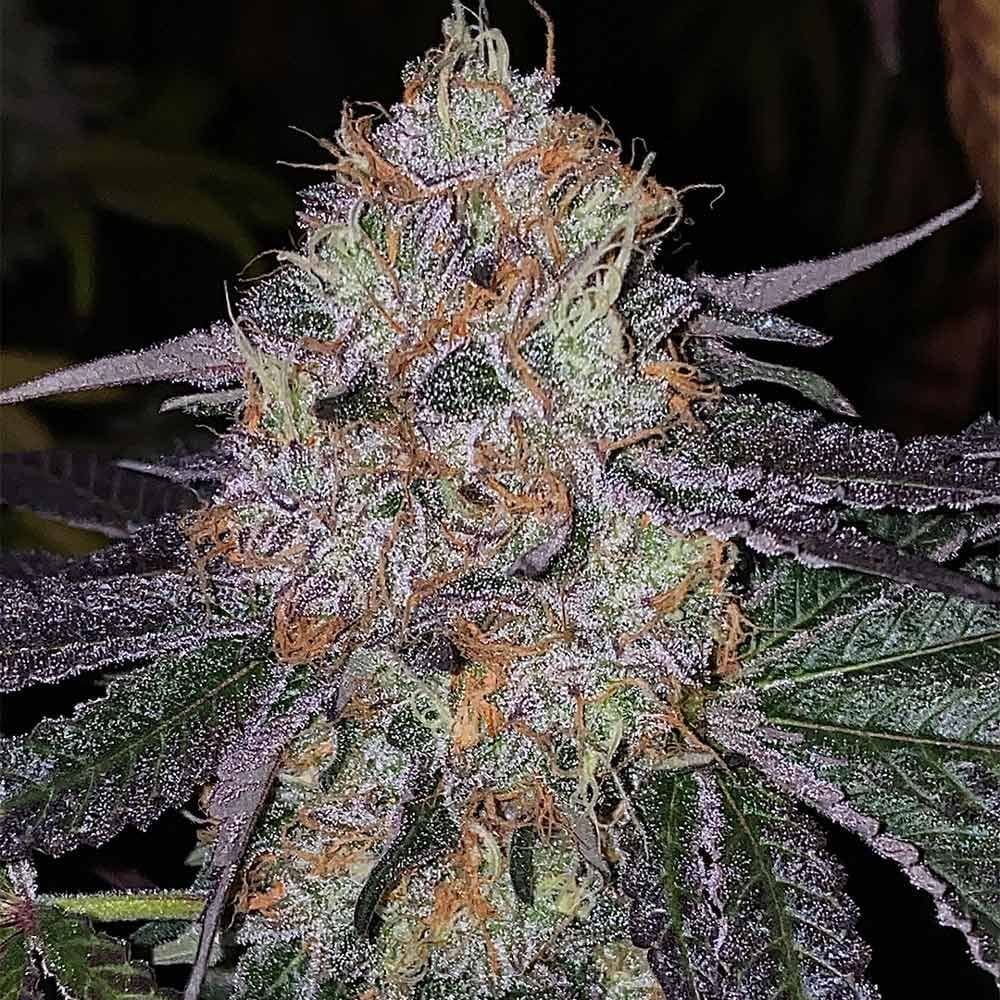 Sementes feminizadas Fruit Dropss Female by The Plug Seedbank