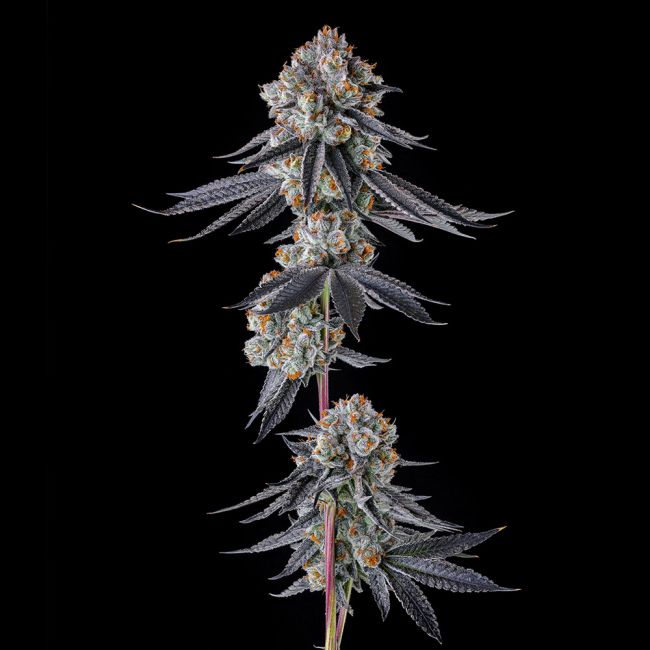 Sementes feminizadas Gastro Funk – Compound Genetics