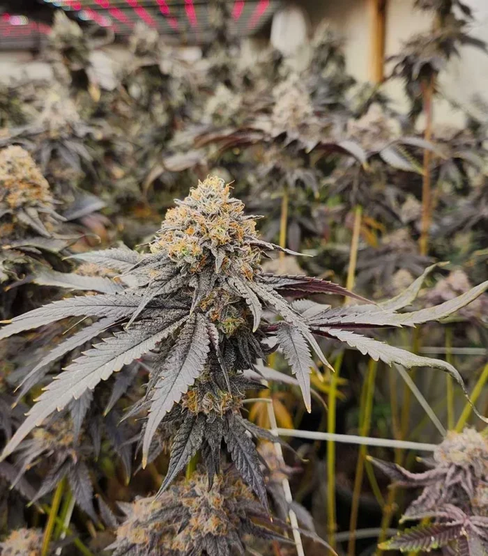 Sementes feminizadas Pink Payton – Karma Genetics