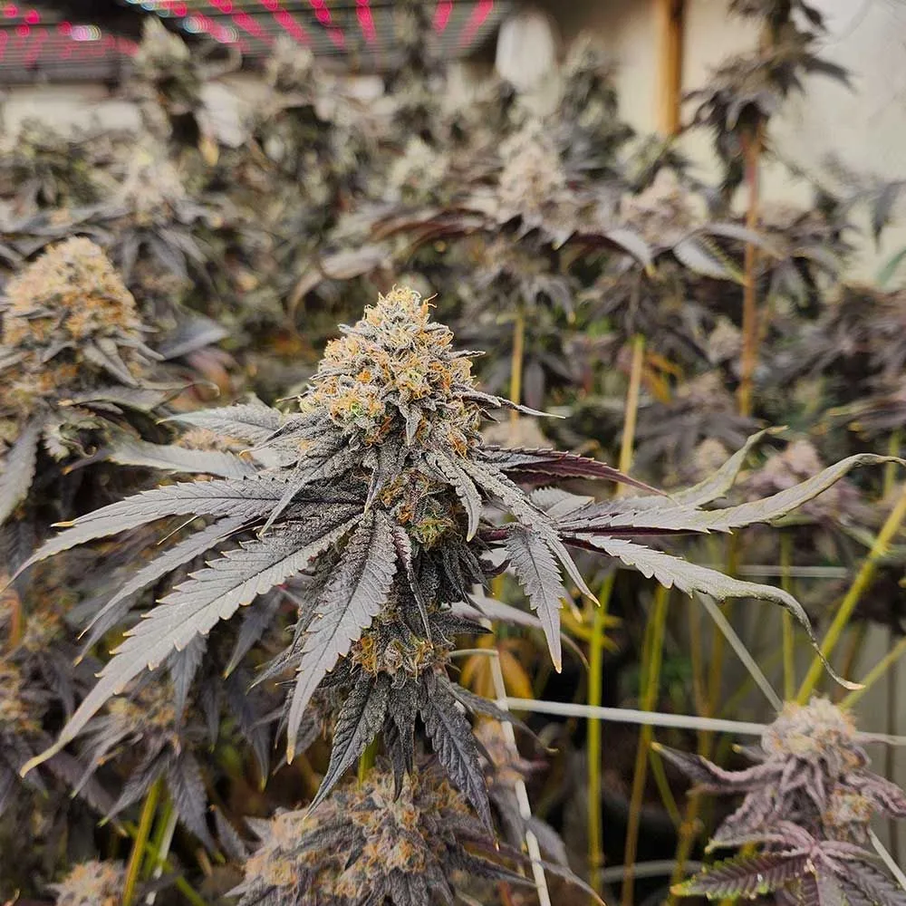 Sementes feminizadas Pink Payton – Karma Genetics