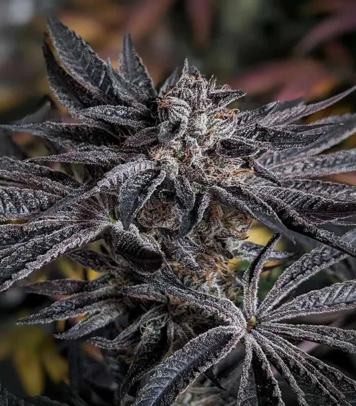 Sementes feminizadas Pink Sherb – Karma Genetics