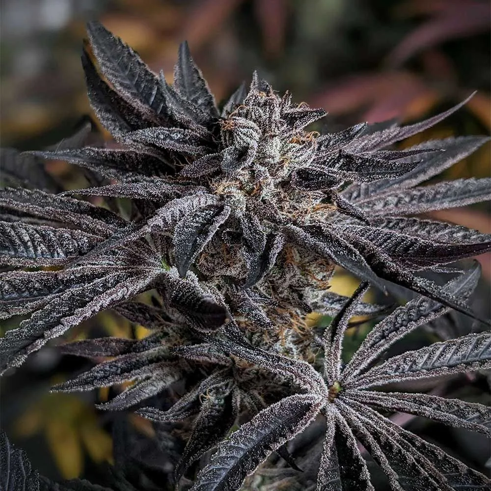 Sementes feminizadas Pink Sherb – Karma Genetics