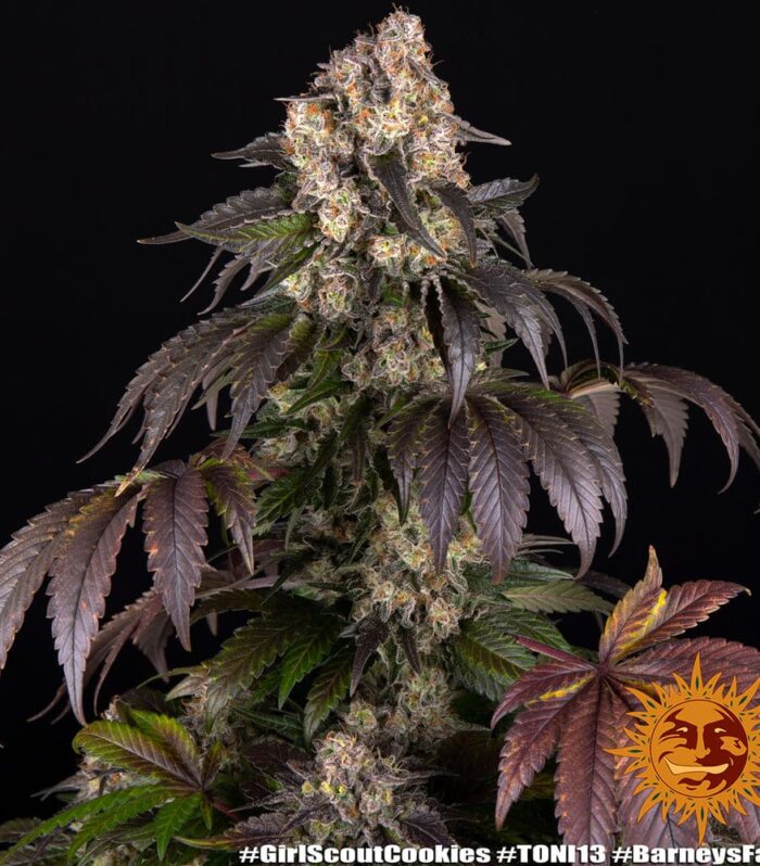 Sementes feminizadas Girl Scout Cookies – Barneys Farm