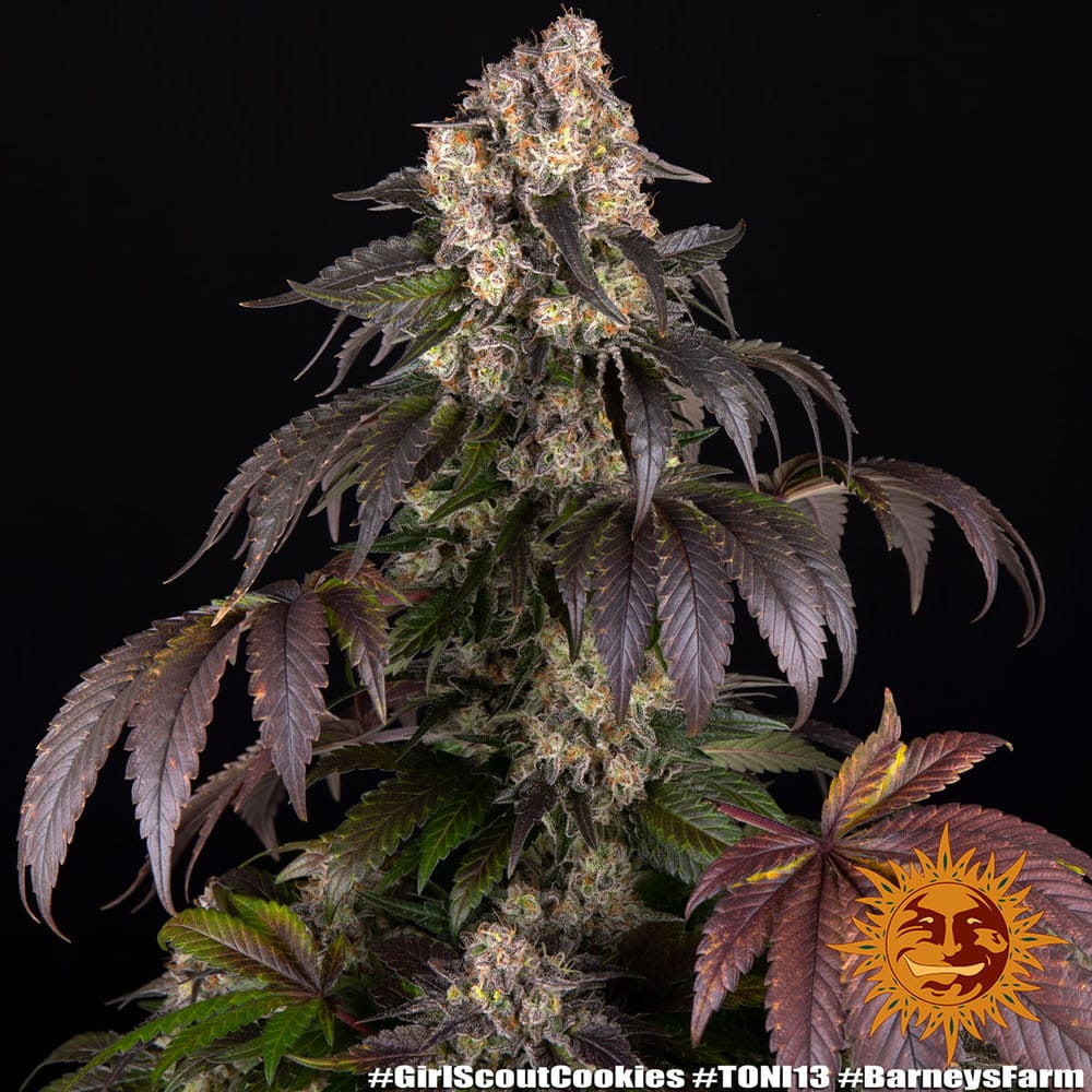 Girl Scout Cookies – Skunk