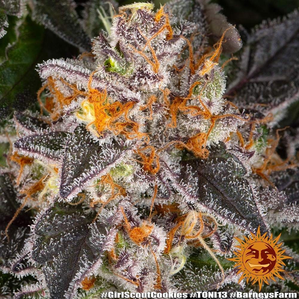 Genética de cannabis Girl Scout Cookies – Barneys Farm – foto 2