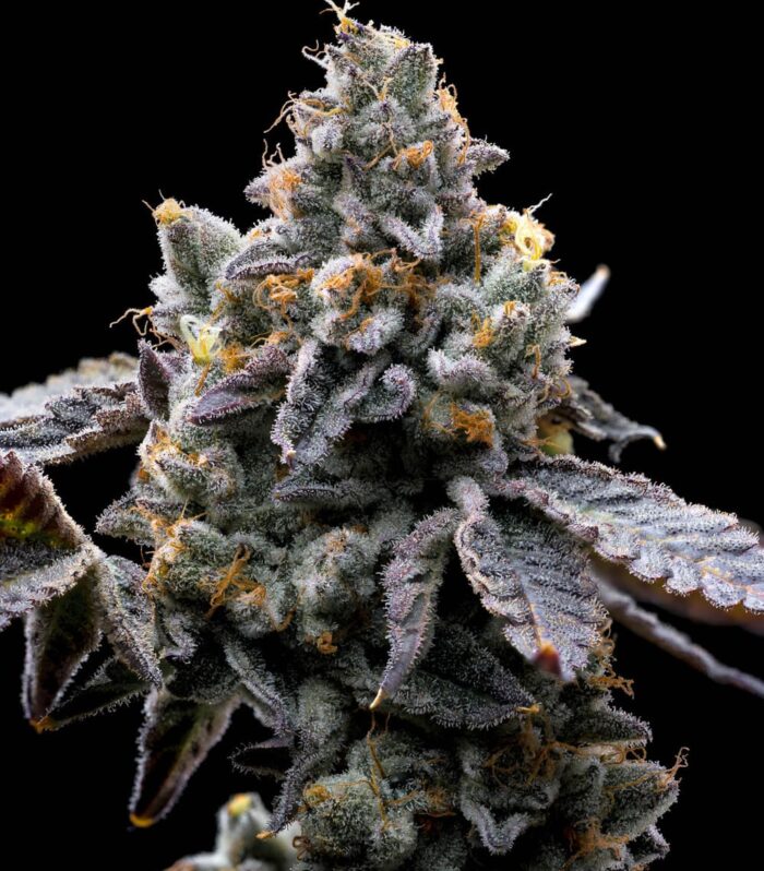 Sementes feminizadas GMO – Barneys Farm
