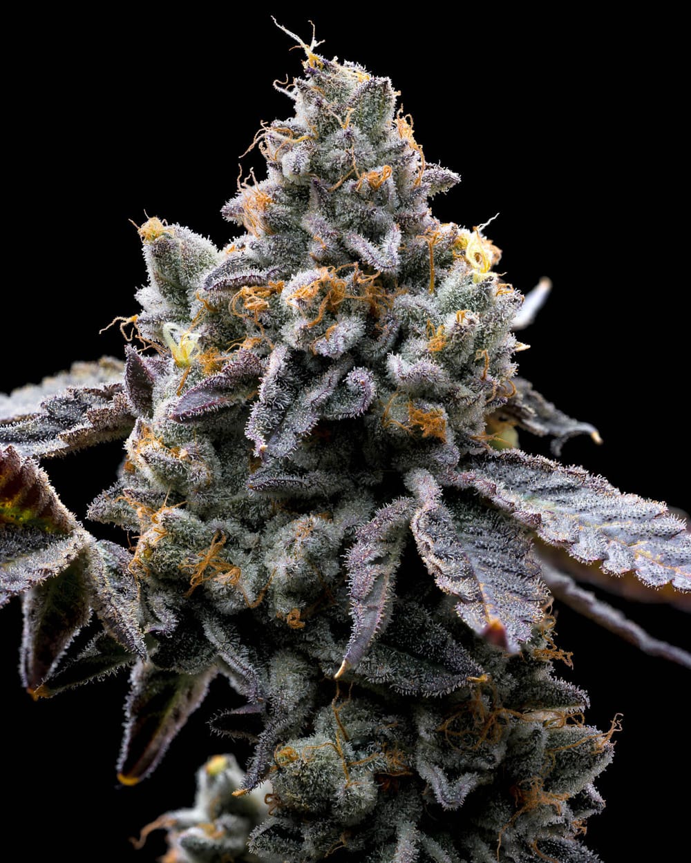 Sementes feminizadas GMO – Barneys Farm