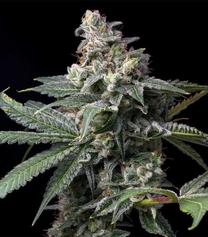 Sementes feminizadas GMO x Hollywood – Cookies Seed Bank
