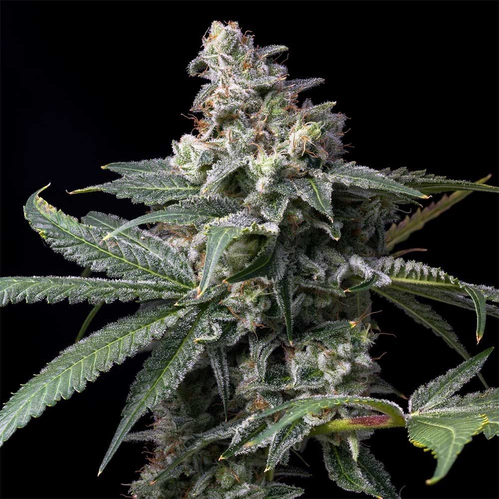Sementes feminizadas GMO x Hollywood – Cookies Seed Bank
