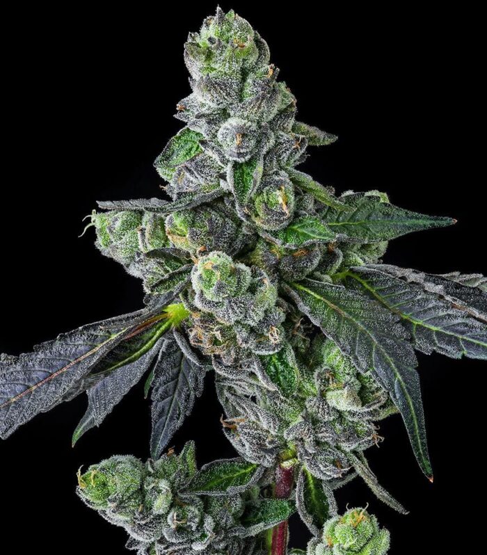 Sementes feminizadas Goofiez² – Compound Genetics