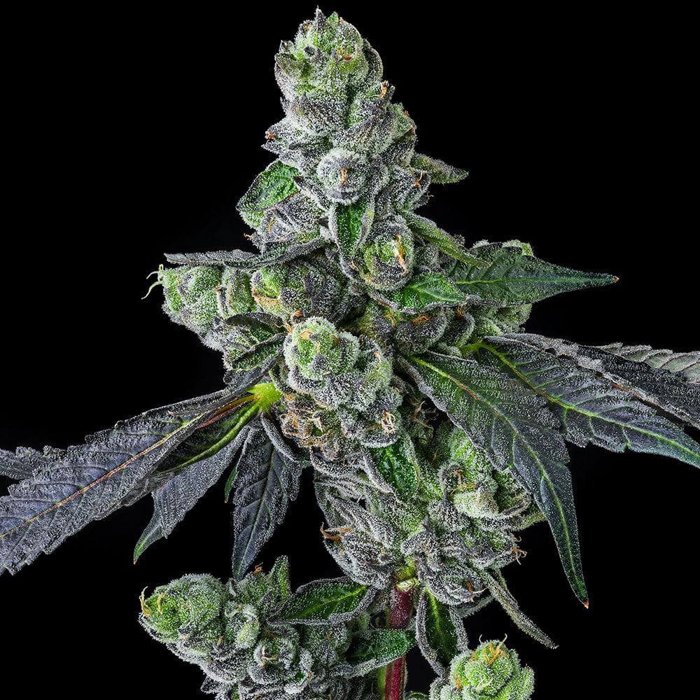 Sementes feminizadas Goofiez² – Compound Genetics