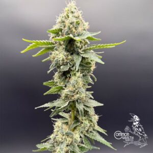 Grape Ghost - Common Wealth Seed Co