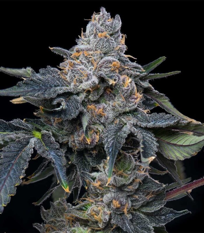 Sementes feminizadas Grape Z x Hollywood – Cookies Seed Bank