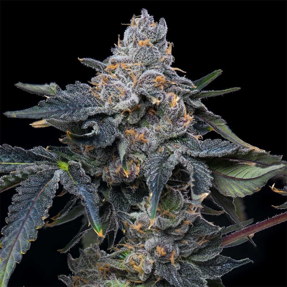 Sementes feminizadas Grape Z x Hollywood – Cookies Seed Bank