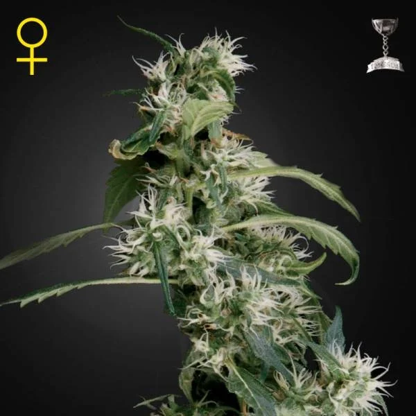 Sementes feminizadas Mango Haze – GreenHouse Seed Co.