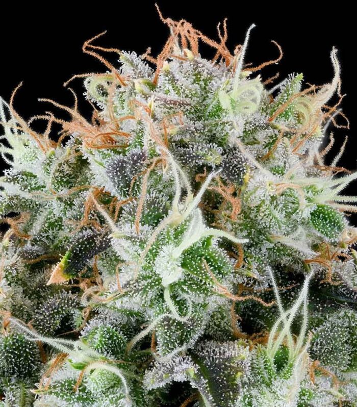 Sementes feminizadas Apple Drops – Grounded Genetics
