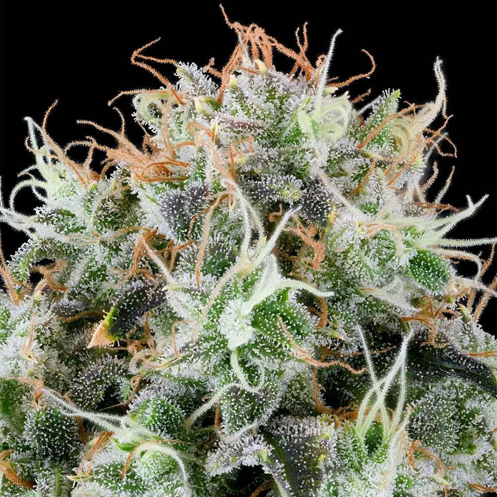 Sementes feminizadas Apple Drops – Grounded Genetics
