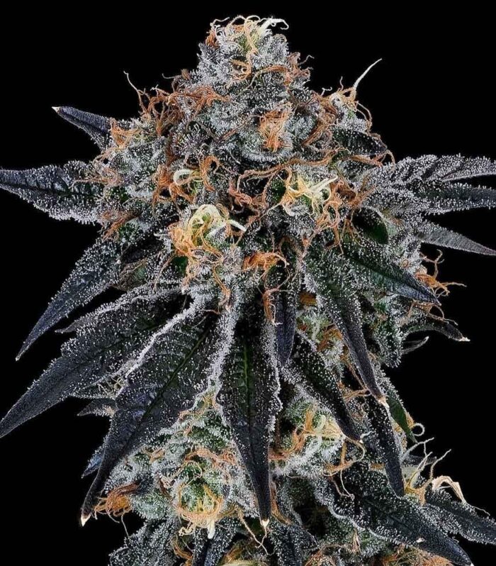 Sementes feminizadas Blue Fumez – Grounded Genetics