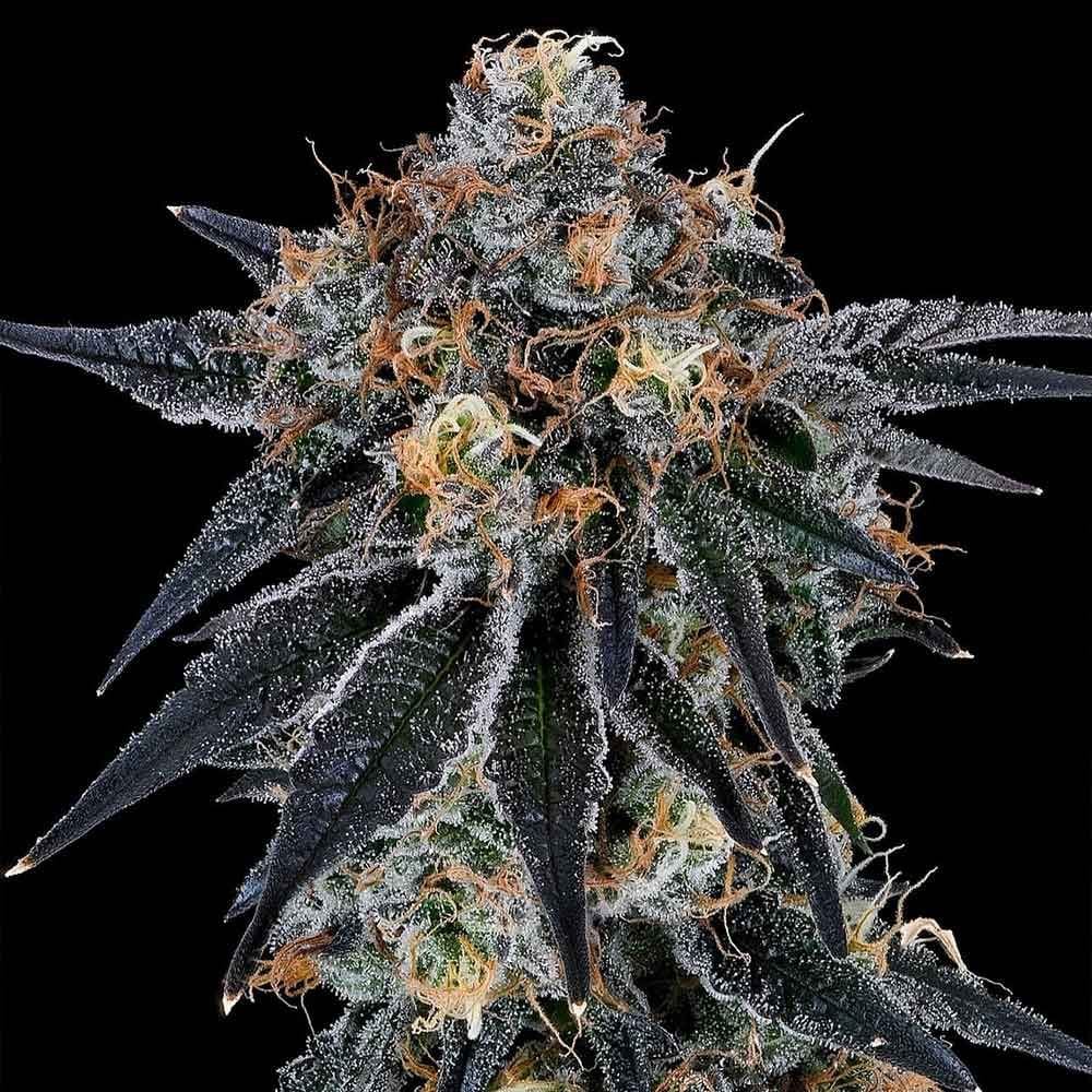 Sementes feminizadas Blue Fumez – Grounded Genetics