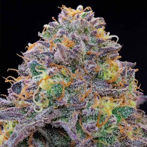 Blue Gelonade- Grounded Genetics