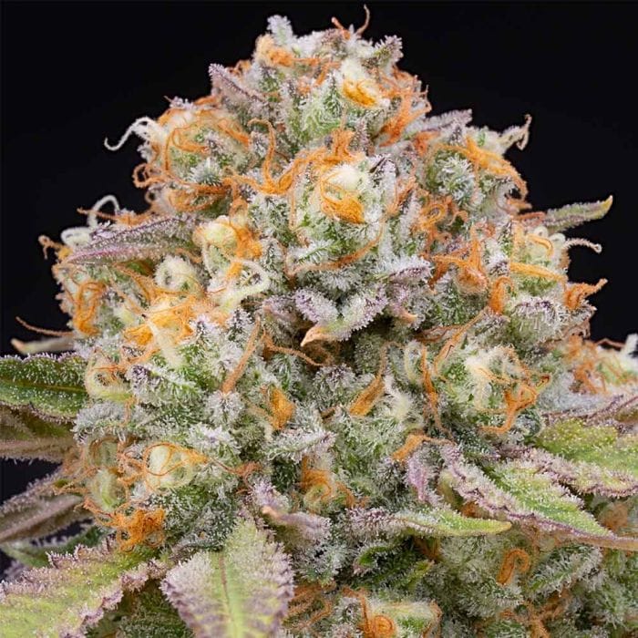 Sementes feminizadas Candy Gas – Grounded Genetics