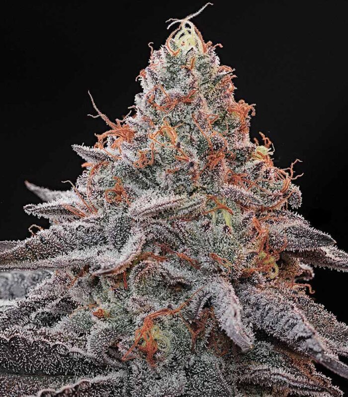 Sementes feminizadas Kashmir Black – Grounded Genetics