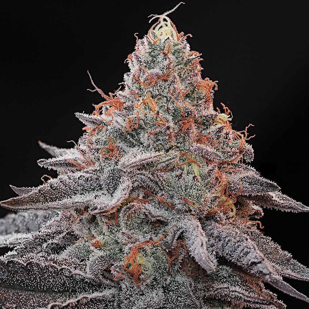 Sementes feminizadas Kashmir Black – Grounded Genetics