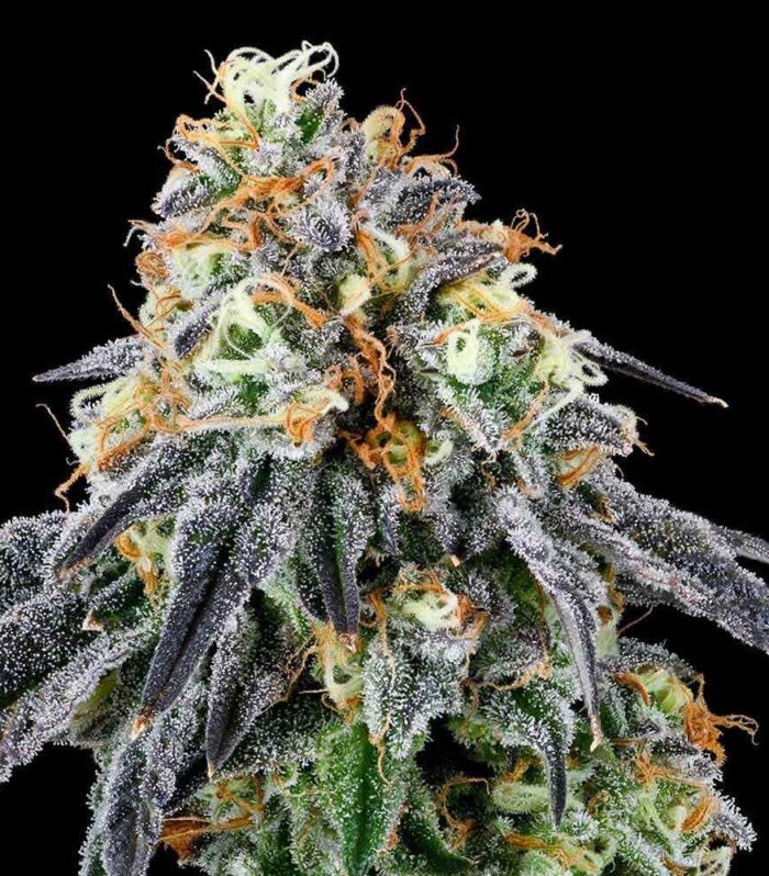 Sementes feminizadas Nose Candi – Grounded Genetics
