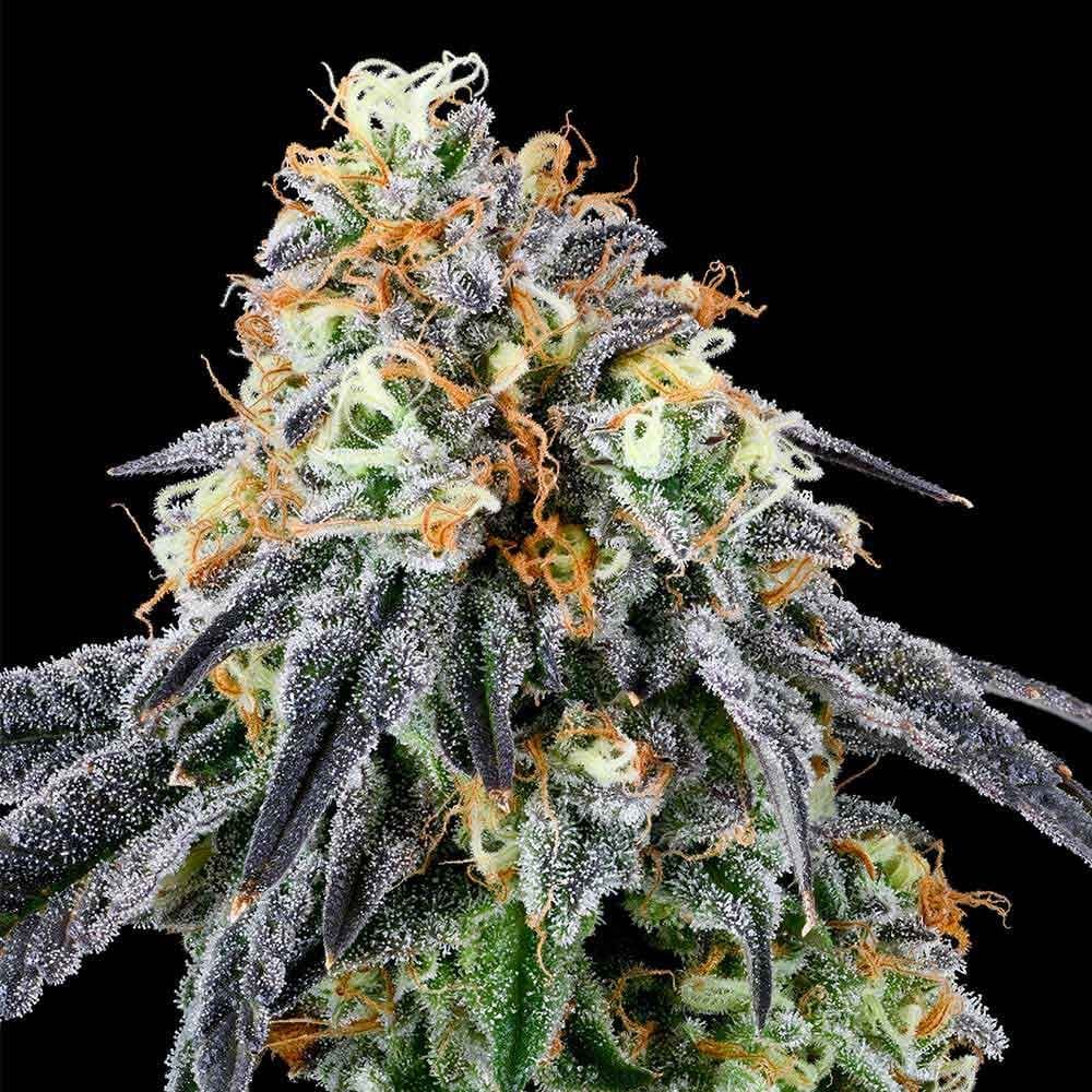 Sementes feminizadas Nose Candi – Grounded Genetics