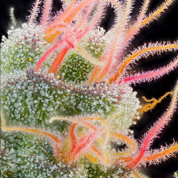 Sementes feminizadas Pink Honey – Grounded Genetics