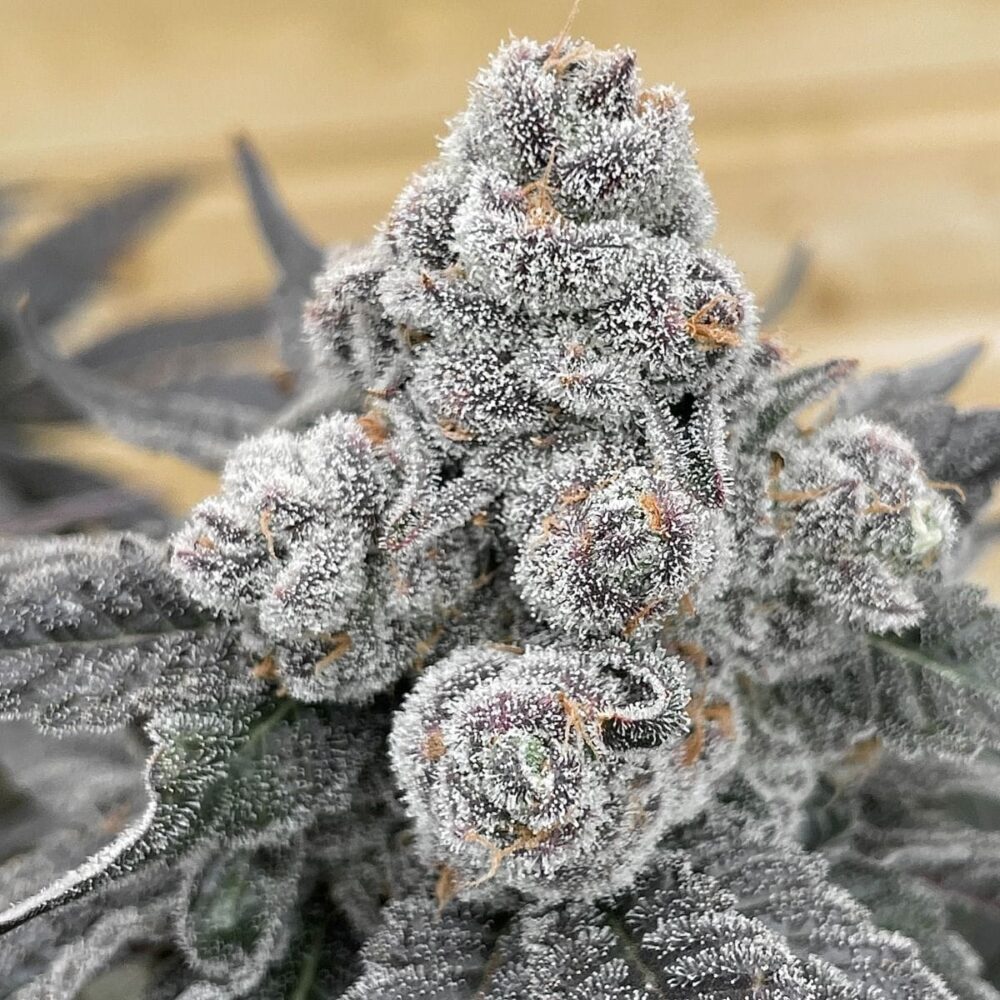 Sementes feminizadas Strawberry Gummys – Grounded Genetics