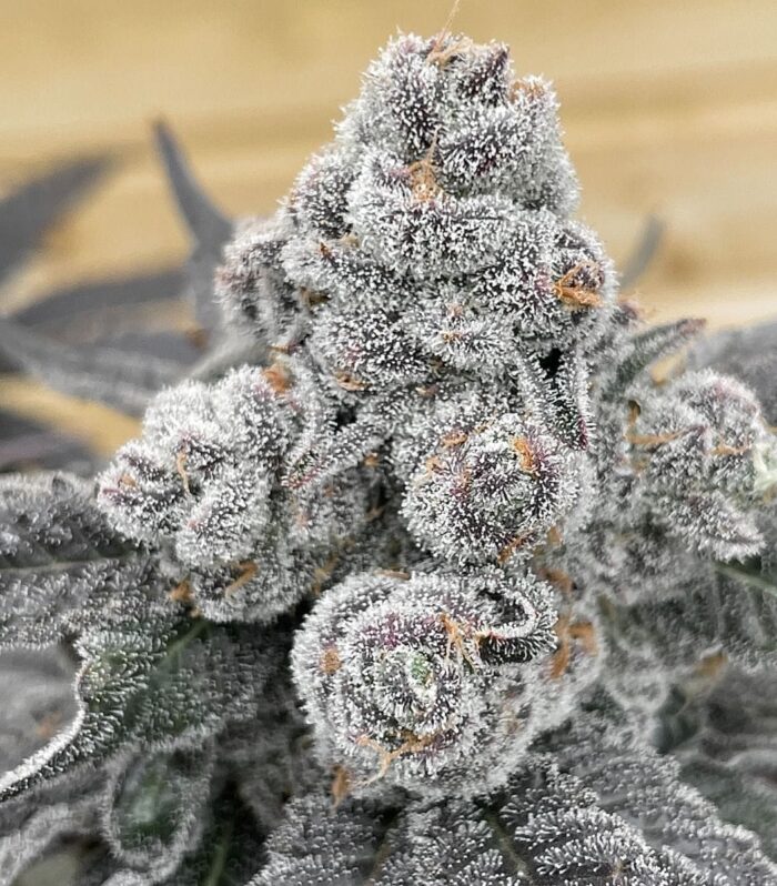 Sementes feminizadas Strawberry Gummys – Grounded Genetics