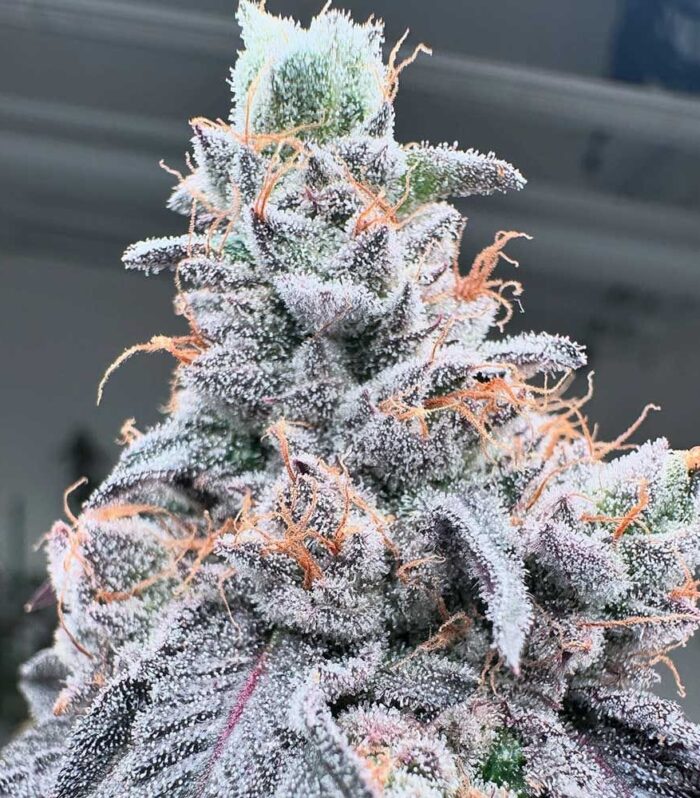 Sementes feminizadas Swoosh – Grounded Genetics