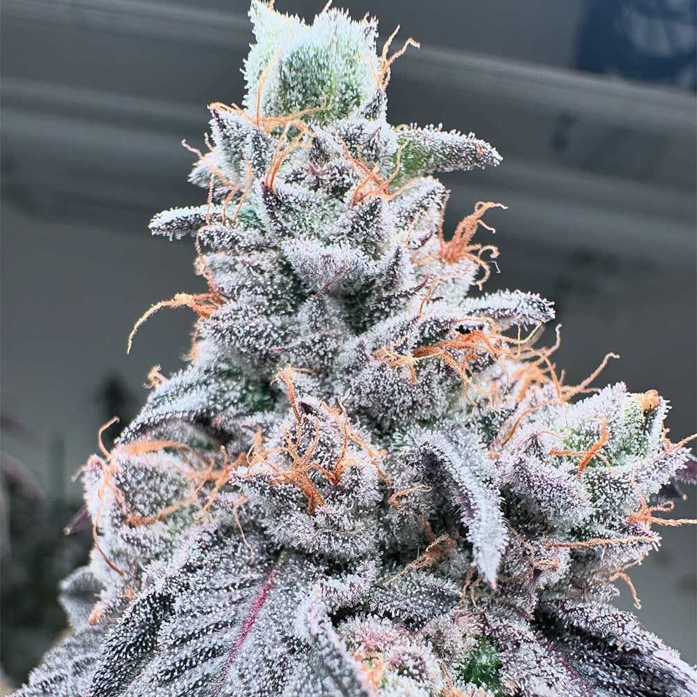Sementes feminizadas Swoosh – Grounded Genetics