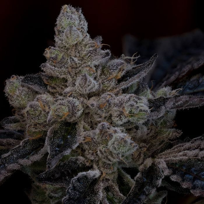 Sementes feminizadas The Glow – Grounded Genetics