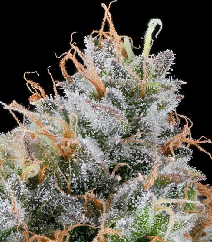 Sementes feminizadas Ultraviolet Sherbet – Grounded Genetics