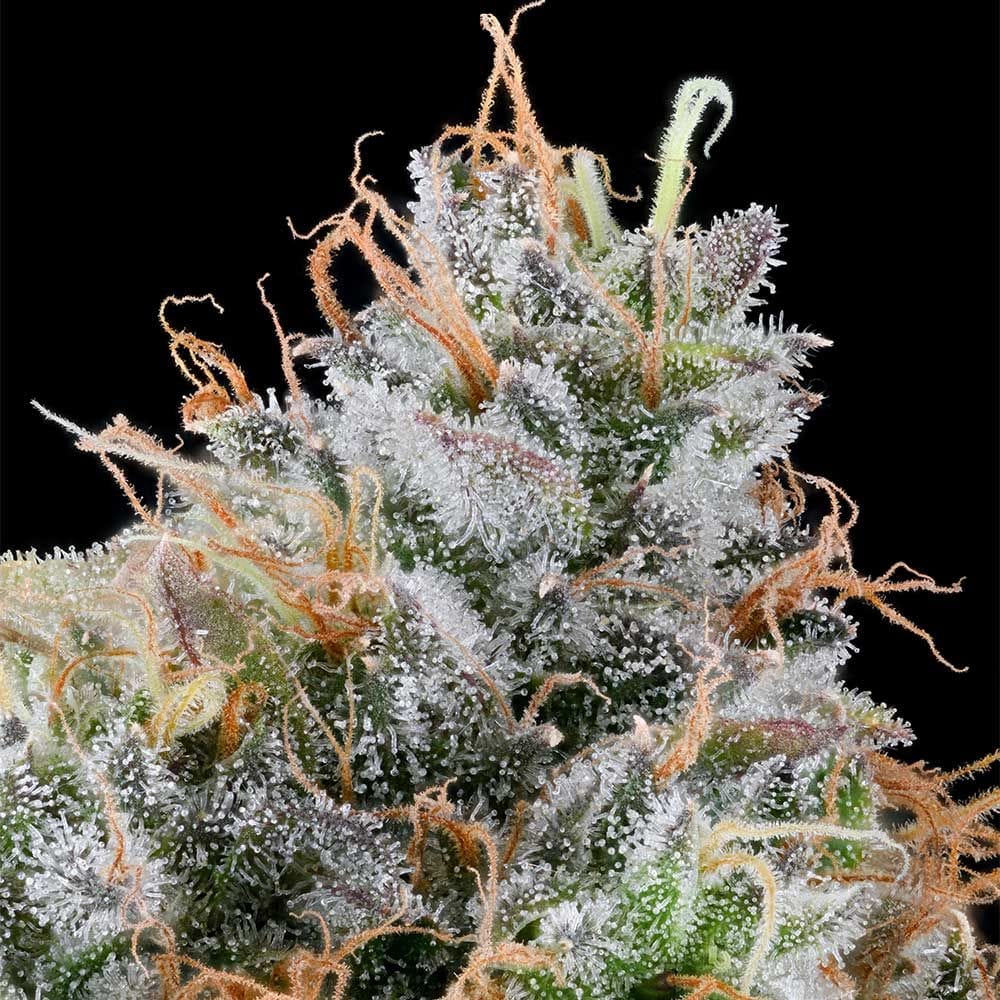 Sementes feminizadas Ultraviolet Sherbet – Grounded Genetics