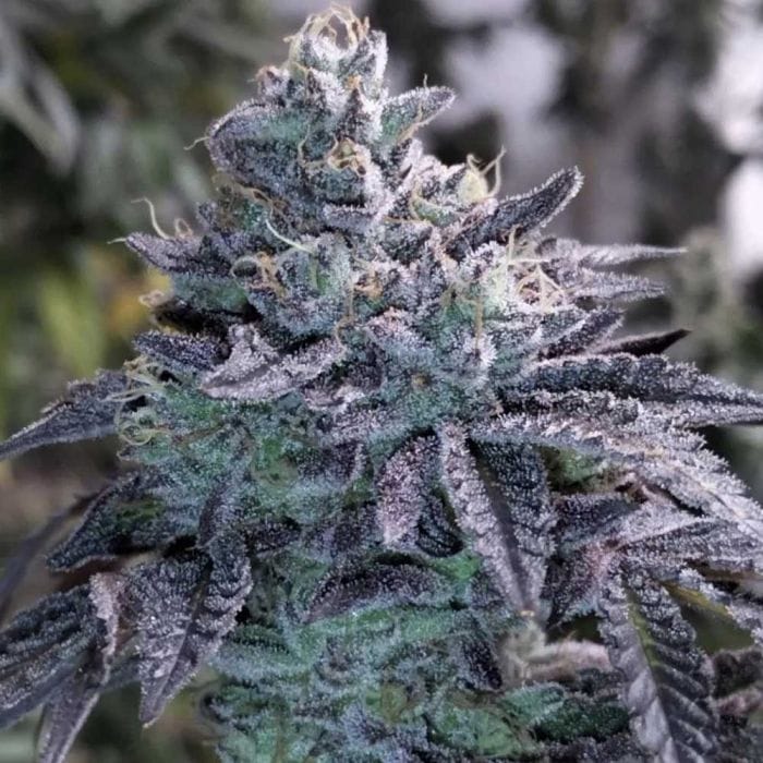 Sementes regulares Guava Jelly – Grounded Genetics