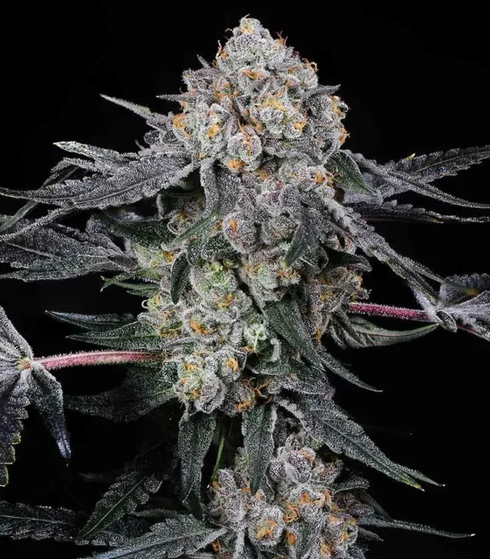 Sementes feminizadas High Society – Compound Genetics